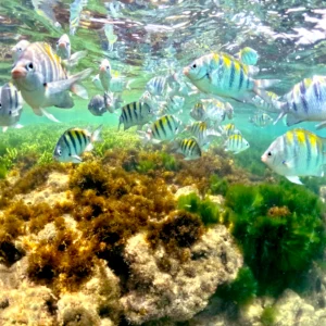 fundo peixes